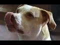 NJ s most adorable talented pets