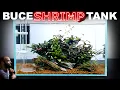 Lagu The Buce Shrimp Tank: NEW Caridina Shrimp Setup Using Bonsai Soil (Aquascape Tutorial)