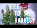 SEED TO HARVEST BLUE DREAM AUTOFLOWER BEGINNERS GUIDE