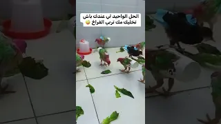 طريقة تربية الصيصان في البيت Nature  طريقة تربية الصيصان في البيت Nature