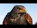 Download Lagu Hawk Sounds | Hawk Sound Effects | Red Tailed Hawk Noises | Hawk Screech | Hawk Calls| No Music