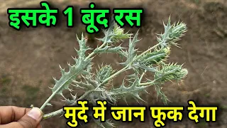 देवताओं के लिए भी दुर्लभ है ये पौधा? इसके रस से बनता है सोना//