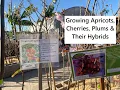 Growing Apricots Cherries Plums Their Hybrids