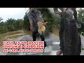 Download Lagu Menajur Baung – Kena Cukai Lagi! | River Baung Fishing Tips #eps 296