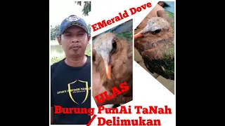 Download Merpati Punai Tanah (emarald Dove) burung delimukan endemik asli Indonesia MP3