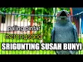 Download Lagu PASTI NYAUT !! Bikin Sriguntingmu SEKETIKA BUKA PARUH Dengar Pancingan INI |srigunting abu abu gacor