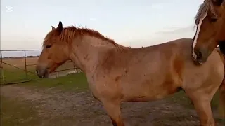Natural Horse Mating Process Horse Breeding Explained Educational Animal