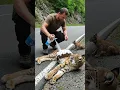 Download Lagu This lynx mother seems to be injured.#animals #rescueefforts #lynx