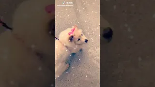 أجمل جرو ع اغنيه عراقيه دندنها