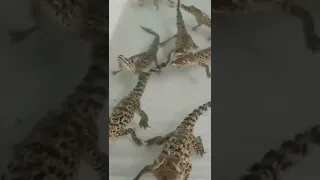 صوت التماسيح الصغيرة 