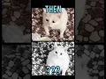Download Lagu Famous Cats memes(Then vs Now) #meme #memes #nostalgia #catmemes