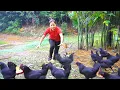 Download Lagu Harvesting A Lot Of Forest Chicken In The Bamboo Bush Goes To Market Sell,KFC Crispy Chicken Recipe