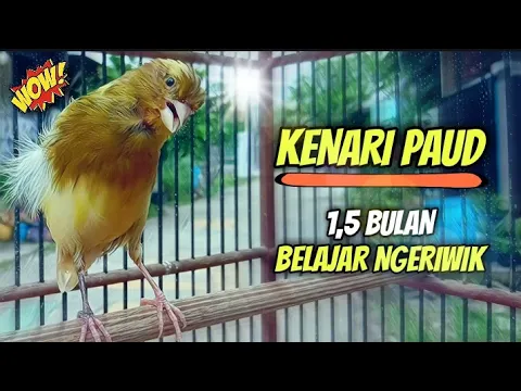 Download MP3 Kenari Paud Belajar Bunyi Ngeriwik Usia 1,5 Bulan || Cocok Untuk Pancingan Kenari Paud