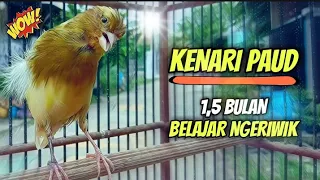 kenari paud belajar bunyi ngeriwik usia 1 5 bulan cocok untuk pancingan kenari paud