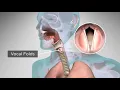 How Does the Human Body Produce Voice and Speech