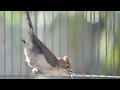 Download Lagu burung yuhina gacor tanpa batas