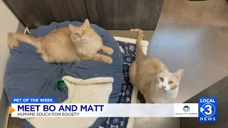 PET OF THE WEEK Bo Matt the cats up for adoption at the Humane Educational Society in Chattanooga