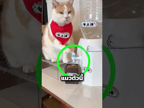 แมวตัวนี้กดน้ำได้แม่นสุดๆ