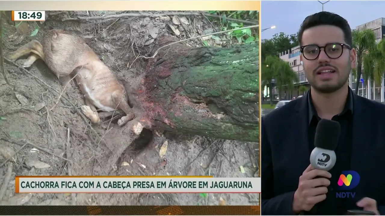 Cachorra fica com a cabeça presa em árvore e é resgatada pelo Corpo de Bombeiros