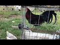 Cup feeding young Penny Hatch