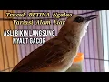 Lagu Trucuk Betina Memanggil Jantan Ngerol Ngalas Variasi Alam Liar - AMPUH MEMANCING BUNYI AUTO GACOR