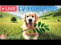 Download Lagu 🔴24 Hours of Dog TV🎵🐶Relaxing Music for Dogs to Sleep🐾🩷Dog Separation Anxiety \u0026 Stress Relief Music