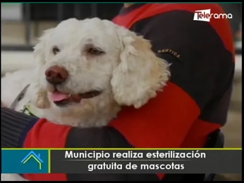Municipio realiza esterilización gratuita de mascotas