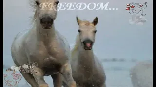 Sergey Grischuk Freedom Szabadság  Sergey Grischuk Freedom Szabadság