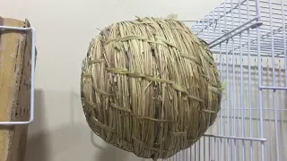 تفقد ازواج البوم فينش 