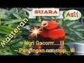Lagu Masteran dan Pancingan super ampuh burung nuri kepala hitam.