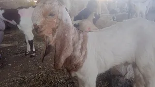 deonar bakra mandi update ll 28 december 2020