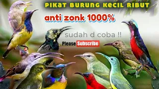 Download suara pikat semua burung kecil ribut|| anti zonk !! MP3