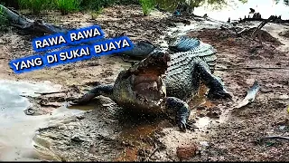 WASPADAI RAWA SEPERTI INI