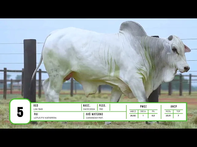 Touro Nelore LSA - 1949