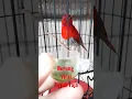 Download Lagu BURUNG Sepah raja #shorts #birds #burung #animals #burungindonesia