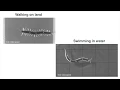 Download Lagu Navigating Land and Water: How Centipedes Walk and Swim_short ver.
