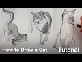 How to Draw a Cat Tutorial