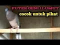 Download Lagu Puter geni manggung // cocok untuk pancingan atau pikat