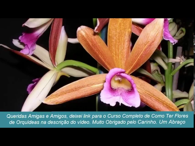 COMO CUIDAR DE ORQUÍDEAS CAPUZ DE FREIRA