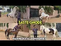 Download Lagu Saste ghode available in Hyderabad | Marwadi Stallion Horse's in Hyderabad Shaheennagar | dancing 🐎🐴