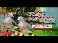 Download Lagu KUTUT MANGGUNG AGAWE SENTOSA { Video Full }#dasastudio