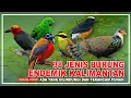 38 JENIS BURUNG ENDEMIK PULAU KALIMANTAN | JENIS BURUNG KICAU PULAU KALIMANTAN