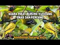 Lagu SUARA PIKAT BURUNG KUTILANG EMAS DAN PERCANG,KOMBINASI BURUNG SIRTU MP3🐦