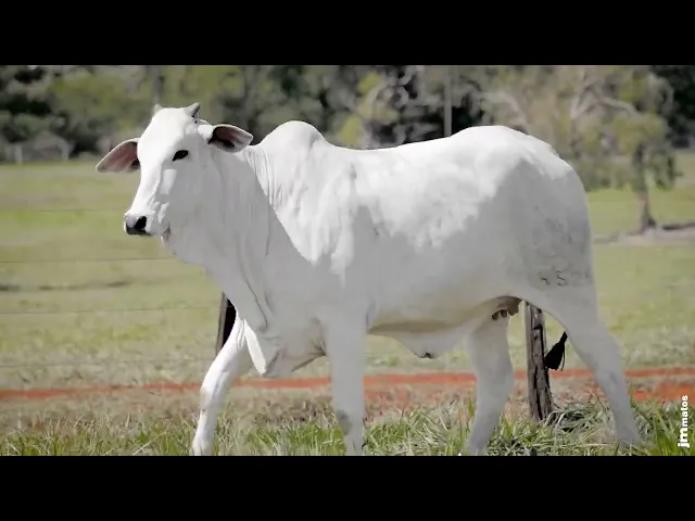 Novilha Nelore AFOM - 4525