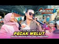 Download Lagu PECAK WELUT • INDAH WATY • Andi Putra 2 • Edisi Bos Andi Putra Duwe Gawe