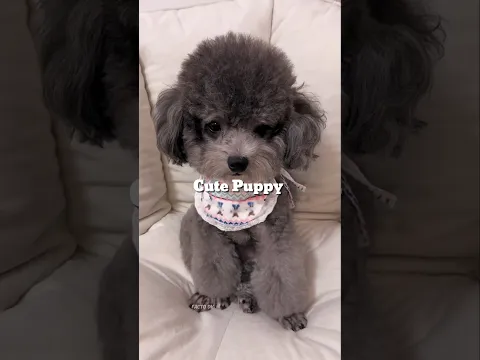 रात के 12 बजे puppy 🐕 अकेला है 😰 | भूत से बचाओ 😭