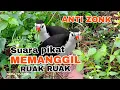 Download Lagu SUARA BURUNG MEMANGGIL SUARA BURUNG RUAK RUAK TERBARU ASLI AMPUH