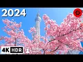Download Lagu Tokyo Cherry Blossoms Begins!!!  4K HDR Spatial Audio