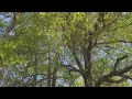 Expert tips on surviving peak pollen season