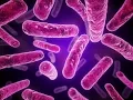 Gram Positive vs Gram Negative Bacterial Cell Wall Structure Microbiology